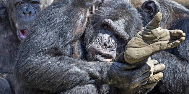 File photo: Chimpanzees gather together in their compound at the Olmense Zoo in Olmen, Belgium, April 16, 2015. (REUTERS/Yves Herman/File photo)