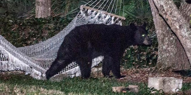 May 30, 2014: A black bear leaves a residential back yard in Daytona Beach, Florida.