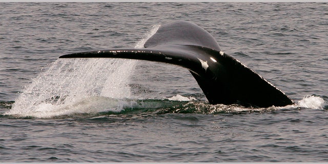 FILE: A North Atlantic right whale dives in Cape Cod Bay near Provincetown, Mass.