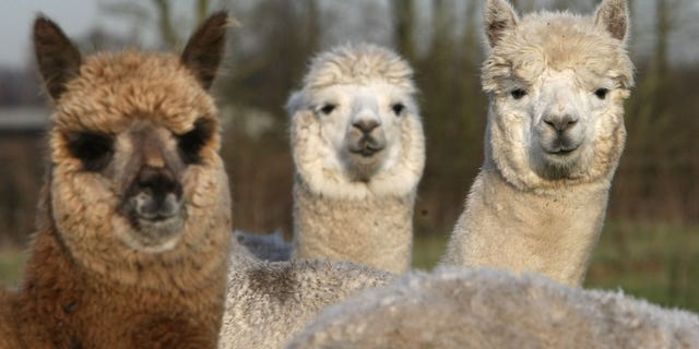 KNUTSFORD, UNITED KINGDOM - DECEMBER 13: Alpacas graze on a field owned by farmer Khanikhah Guy at her country small holding on December 12, 2007, near the village of Pickmere, Knutsford, England. Alpacas are part of the camelids family and originate from the Andes. They are much sought after for their wool and coats which make high quality clothes and garments. Khanikhah's products and animals have become popular with the affluent and celebrity set of Cheshire with Alpacas becoming the latest new designer pet and costing up to GBP 5000. Socks made from the wool are her top selling Christmas present from her Artemis Alpacas Farm Shop. Shearing of the animals wool is done annually by a skilled shearer who flies to the UK from New Zealand. None of her animals are slaughtered for their fleeces and are only used after a natural death. (Photo by Christopher Furlong/Getty Images)