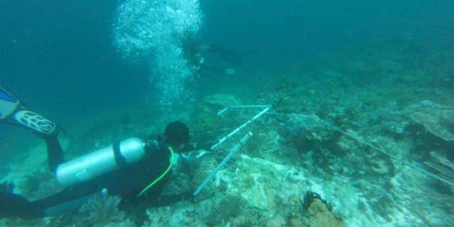 In this undated photo released by Indonesian Maritime Affairs and Fisheries Ministry, divers survey damaged coral reef caused by cruise ship M.V. Caledonian Sky that ran aground earlier this month in the waters of Raja Ampat, Papua province, Indonesia. Indonesia says nearly 19,000 square meters of coral reef was damaged in the pristine waters. (Indonesian Maritime Affairs and Fisheries Ministry via AP)