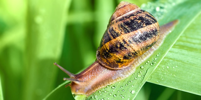 snail