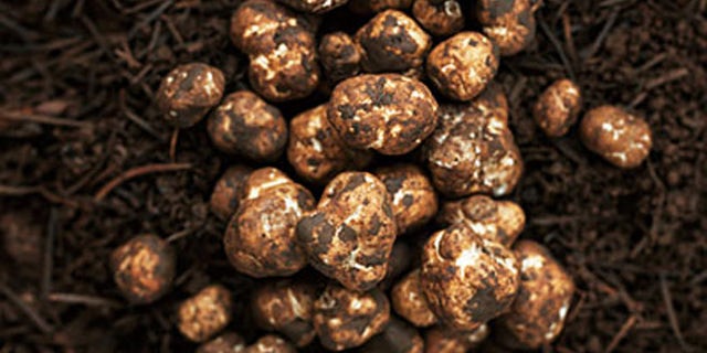 Savor; Truffle festival, OR; Jan'13