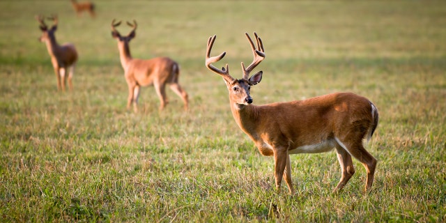 One deer can't seem to get past Halloween.