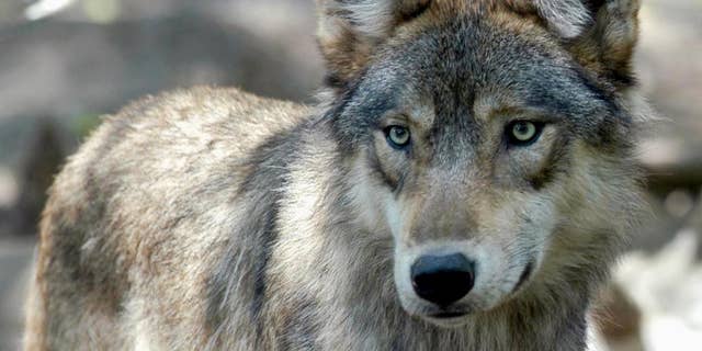 FILE - This July 16, 2004, file photo, shows a gray wolf at the Wildlife Science Center in Forest Lake, Minn. Gray wolves in Minnesota, Wisconsin and Michigan could find themselves in the cross-hairs of hunters once again. A ruling is expected soon from the same federal appeals court that stripped the wolf of its protection in Wyoming in March 2017. (AP Photo/Dawn Villella, File)