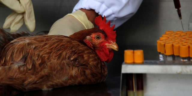 Officials from the Centre for Food Safety get a blood sample from a chicken imported from mainland China at a border checkpoint in Hong Kong.