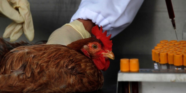 Officials from the Centre for Food Safety get a blood sample from a chicken imported from mainland China at a border checkpoint in Hong Kong.