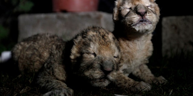 FILE - In this file photo taken Tuesday, Nov. 19, 2013, African lion cubs, Fajer, right, and his sister, Sejeel, left, rest after feeding at Besan Zoo in Beit Lahiya, northern Gaza Strip. Authorities said a pair of newborn lion cubs unveiled by Hamas as prized additions to the zoo in the Gaza Strip have died. Mohammad Abdel-Rahman, the acting manager of the Beit Lahiya zoo in northern Gaza, said Thursday the cubs died of an unspecified illness. He said the zoo’s staff was unable to save them because they lacked experience in caring for newborn cubs. (AP Photo/Hatem Moussa, File)