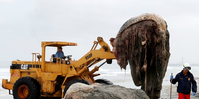 Several giant, hairy creatures have washed up in the Philippines in recent years.