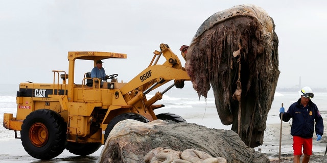 Several giant, hairy creatures have washed up in the Philippines in recent years.