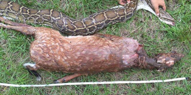 Florida wildlife officials share a 2015 photo of an 11-foot Burmese python and the body of a white-tailed deer, the snake's prey.