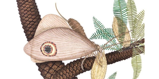 This is an artist's rendering of Oregramma illecebrosa consuming pollen drops from bennettitales, an extinct order of plant from the Triassic period. (Vichai Malikul)