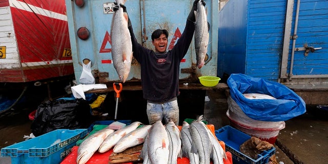 The scientists warned the Gulf corvina may be overfished.