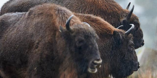 FILE - In this Jan. 12, 2016 file picture three European bisons, also known as Wisents, are pictured in their enclosure in Bad Berleburg, Germany. Scientists say they have unlocked the origins of the European bison _ and solved a riddle posed by Stone Age cave art in the process. European bison, also known as wisent, first appeared seemingly out of nowhere almost 12,000 years ago and are distinct from their American counterpart. (Bernd Thissen/dpa via AP,file)
