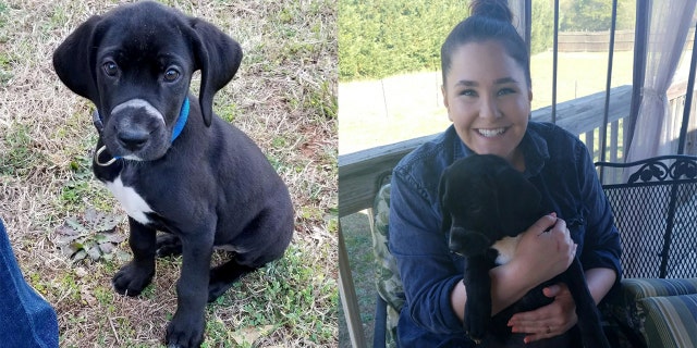 Little Norman, a 12-week-old puppy, was found abandoned on the side of the road with his mouth tied shut.