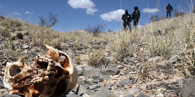 JUAREZ, MEXICO - MARCH 19: Mexican police stand near a skull discovered with other remains in what is thought to be a large grave in the desert of victims of recent drug violence on March 19, 2010 in the county ofJuarez, Mexico. The border city of Juarez has been racked by violent drug related crime recently and has quickly become one of the most dangerous cities in the world to live. As drug cartels have been fighting over ever lucrative drug corridors along the United States border, the murder rate in Juarez has risen to 173 slayings for every 100,000 residents. President Felipe Calderon?s strategy of sending 7000 troops to Juarez has not mitigated the situation. With a population of 1.3 million, 2,600 died in drug-related violence last year and 500 so far this year, including two Americans who worked for the U.S. Consulate last weekend as they returned from a children?s party. (Photo by Spencer Platt/Getty Images)