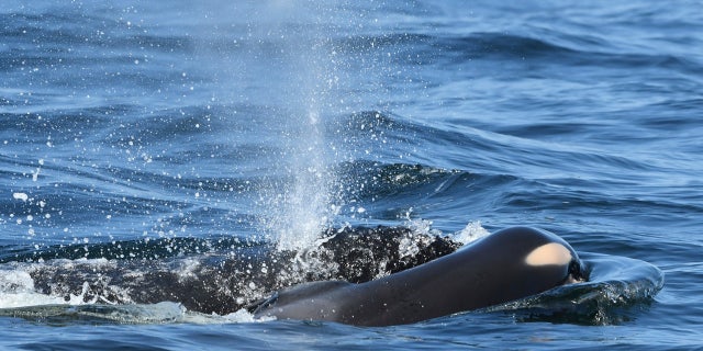 The mourning mother whale carried her dead calf for over two weeks, which scientists said is part of her grieving - file photo.
