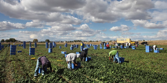 WELLINGTON, CO - OCTOBER 11: Mexican migrant workers pick organic spinach during the fall harvest at Grant Family Farms on October 11, 2011 in Wellington, Colorado. Although demand for the farm's organic produce is high, Andy Grant said that his migrant labor force, mostly from Mexico, is sharply down this year and that he'll be unable to harvest up to a third of his fall crops, leaving vegetables in the fields to rot. He said that stricter U.S. immigration policies nationwide have created a "climate of fear" in the immigrant community and many workers have either gone back to Mexico or have been deported. Although Grant requires proof of legal immigration status from his employees, undocumented migrant workers can easily obtain falsified permits in order to work throughout the U.S. Many farmers nationwide say they have found it nearly impossible to hire American citizens for seasonal labor-intensive farm work. (Photo by John Moore/Getty Images)