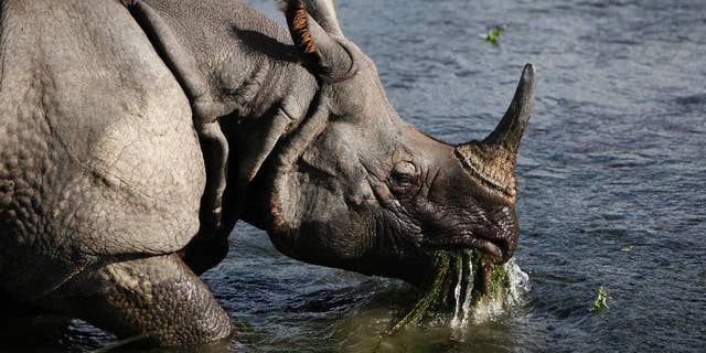 Greater one-horned rhinos, also known as Indian rhinos are poached for their horns and today, there are fewer than 3,000 in the wild in protected areas, according to Zoo Miami. (File photo)