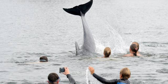 In this Sept. 11, 2016 picture people take pictures of a dolphin near Kiel, Germany. The dolphin is delighting bathers in northern Germany, but authorities are warning people not to get too close to the animal. The mammal appeared in Kieler Foerde inlet several days ago and has been swimming in and out of a canal that connects the Baltic Sea to the North Sea. Bathers have been swimming out to touch the dolphin, but police are warning that the animal may feel harassed by this and that swimmers mustn’t get in the way of ships using the canal. ( Thomas Eisenkraetzer/dpa via AP)