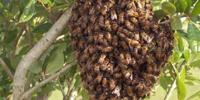 A California woman was left in critical condition after she was attack by a massive swarm of bees.