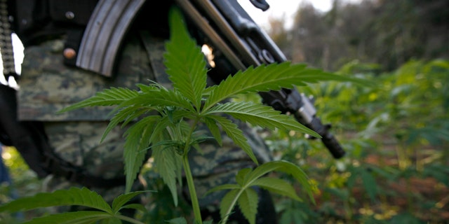 A soldier stands guard among marijuana plants at an illegal plantation found during a military operation on Friday at the Culiacan mountains, northern Mexico, Monday, Jan. 30, 2012. The drought in northern Mexico is so bad that it has hurt even illicit drug growers and their normally well-tended crops of marijuana and opium poppies, Gen. Pedro Gurrola, commander of army forces in the state of Sinaloa, said Monday. (AP Photo/Marco Ugarte)
