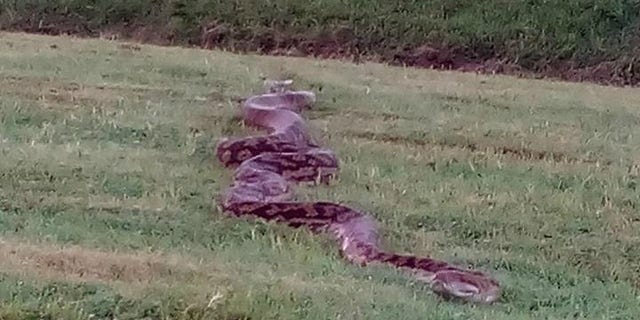 A giant python slithered across a racetrack in Australia on Wednesday.