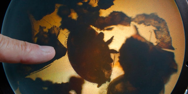 A different kind of mite in the same family as the Paratarsotomus macropalpis.