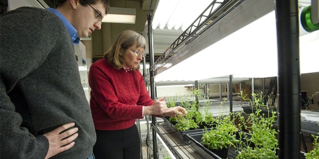 Professor June Medford with her bomb-sniffing plants.
