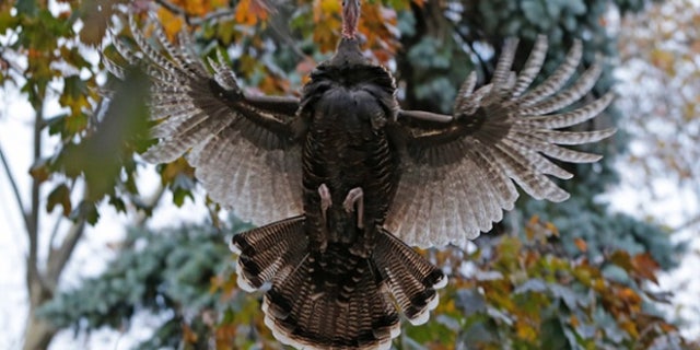 A wild turkey flies up to it's evening roost, a tree in the front yard of Mary Jane Froese's parents, on Staten Island, Monday, Nov. 11, 2013, in New York. The turkey belongs to a population of roving turkeys that has become a mess-making, traffic-stopping scourge to some residents, an unexpected bit of makeshift nature to others and a fraught project for government officials. Since dozens of the turkeys were rounded up and killed this summer, the birds future has become as a topic as heated as a Thanksgiving meat thermometer. (AP Photo/Kathy Willens)