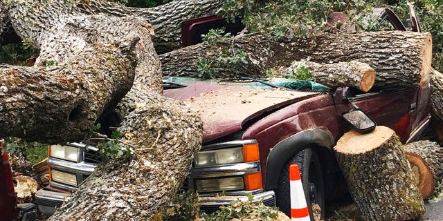 A centuries old massive oak tree crushed this truck after sections of it came crashing down overnight damaging parked vehicles in a neighborhood in Pleasant Hill, Calif., Thursday, Aug. 30, 2018. Residents in Pleasant Hill are now asking who's responsible for the damage. (Rick Hurd/East Bay Times via AP)