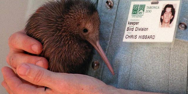 Illustration: eight endangered kiwis have died from respiratory infections at a New Zealand zoo in what has been described as a 'tragedy' for conservation