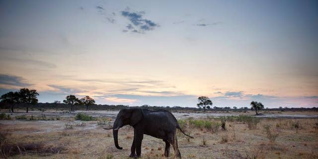 An African elephant is pictured on November 19, 2012, in Hwange National Park in Zimbabwe.