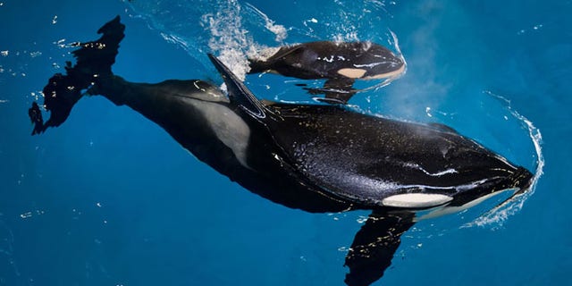 In this image provided by SeaWorld Parks & Entertainment orca Takara helps guide her newborn to the water's surface at SeaWorld San Antonio