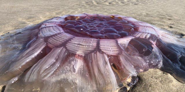 The New Zealand family soon discovered the creature was a lion's mane jellyfish, the largest species of jellyfish in existence.