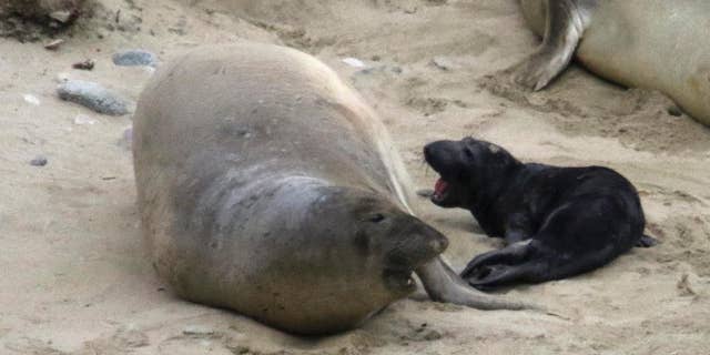 In this Jan. 2, 2016 photo, the elephant seal that tied up traffic in Northern California is shown after giving birth at Point Reyes National Seashore, Calif. The birth happened Saturday, five days after the elephant seal first tried to cross a busy highway near Sears Point in Sonoma County. Rescue crews last Wednesday tranquilized the wayward seal that snarled traffic for two days by trying to cross a highway several times. (Courtesy of Jim Rolka via AP)