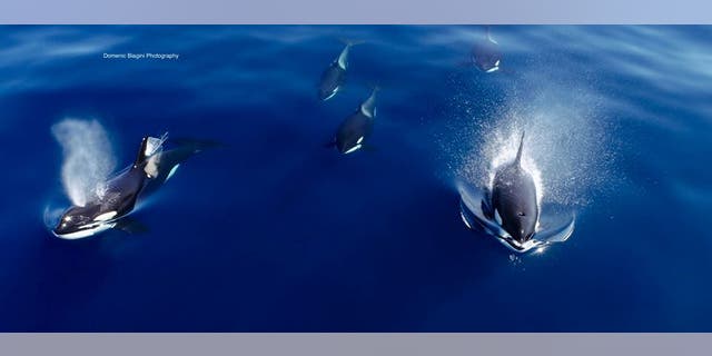 killer whales 1