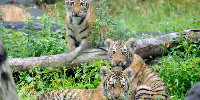 State legislators in both houses have passed a bill banning people from posing for photos while hugging, patting or otherwise touching tigers in New York state.
