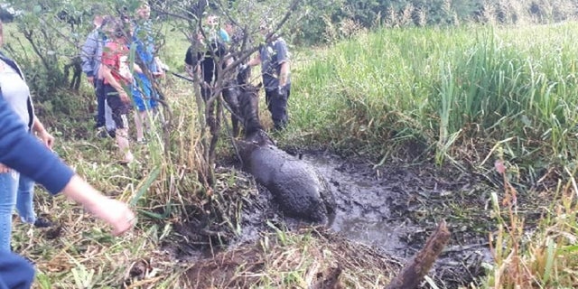 The mare stuck in mud in Ireland.