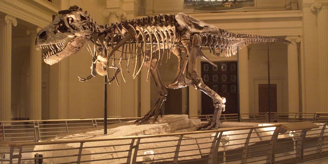 SUE the dinosaur's forearm came to the Advanced Photon Source for its most detailed scan ever, which could shed light on why the large dinosaur had such small arms.