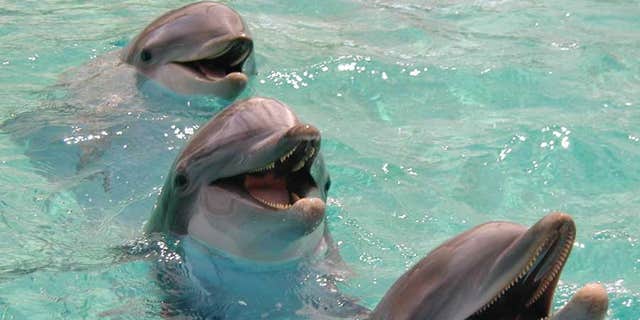 Woman to have ‘dolphin-assisted’ birth | Fox News