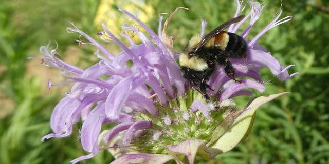 FILE - This 2016 file photo provided by The Xerces Society shows a rusty patched bumblebee in Minnesota. The Fish and Wildlife Service said that it was delaying listing the bee species as endangered, one day before it was to take effect. The listing was to take effect Friday, Feb. 10, 2017. (Sarah Foltz Jordan/The Xerces Society via AP, File)