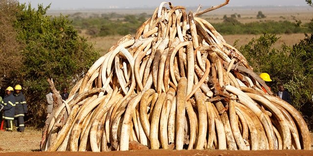 March 3, 2015: A pile of 15 tons of ivory confiscated from smugglers and poachers is arranged before being burnt to mark World Wildlife Day at the Nairobi National Park.