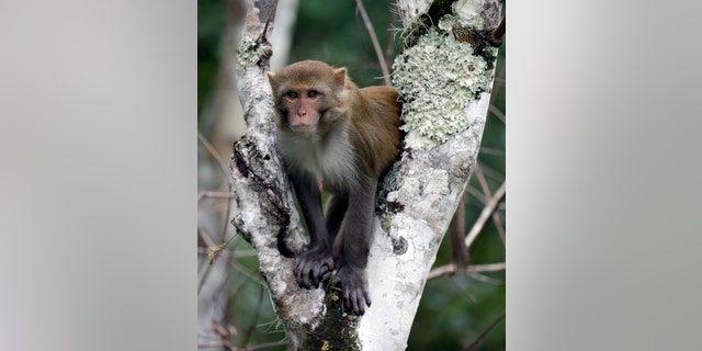 A rhesus macaques in Silver Springs, Fla. (AP Photo/John Raoux)