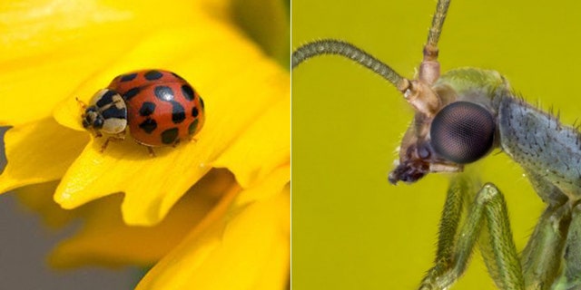 Ladybug and Green Lacewing