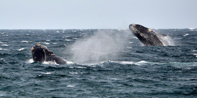 right whale