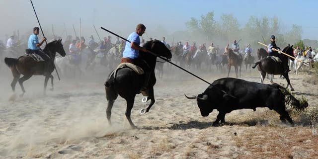 FILE - In this Sept. 11, 2012 file photo, men holding spears riding horses next to a bull during the 'Toro de la Vega' bull spearing fiesta in Tordesillas, near Valladolid, Spain. A regional government in Spain on Thursday May 19, 2016 has outlawed the killing of bulls at town festivals in a measure that likely will stop the animals being speared to death at one of the country's goriest summer events, the annual Toro de la Vega festival, where men on horseback in Tordesillas chase down a bull and spear it to death. (AP Photo/Israel Lopez, File)