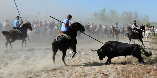 FILE - In this Sept. 11, 2012 file photo, men holding spears riding horses next to a bull during the 'Toro de la Vega' bull spearing fiesta in Tordesillas, near Valladolid, Spain. A regional government in Spain on Thursday May 19, 2016 has outlawed the killing of bulls at town festivals in a measure that likely will stop the animals being speared to death at one of the country's goriest summer events, the annual Toro de la Vega festival, where men on horseback in Tordesillas chase down a bull and spear it to death. (AP Photo/Israel Lopez, File)