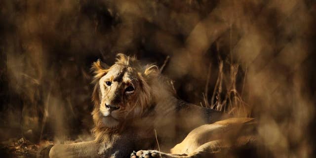 In this Saturday, March 24, 2012 photo, a lion rests at the Gir Sanctuary Forest reserve in the western Indian state of Gujarat, India. Forest reserve officials have sentenced three lions to life in captivity after they were found to have eaten humans. (AP Photo/Rajanish Kakade, File)