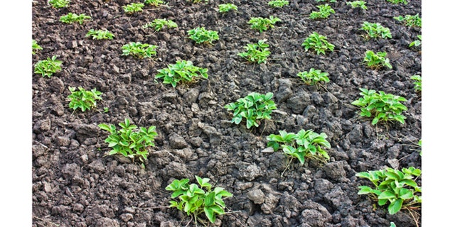 beds in the garden with strawberry bush